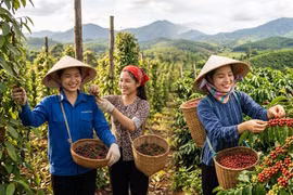 Giá cà phê, hồ tiêu hôm nay 9/9: Cà phê tăng mạnh, giá tiêu đứng cao