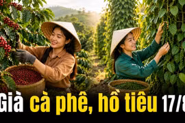 Giá cà phê hôm nay 17/8 tăng trở lại, hồ tiêu tiếp tục đi ngang