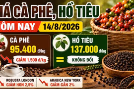 Giá cà phê, hồ tiêu hôm nay 14/8: Cà phê lao dốc, giá tiêu đi ngang