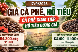 Giá cà phê, hồ tiêu hôm nay 17/9: Cà phê tiếp tục giảm, hồ tiêu đứng giá