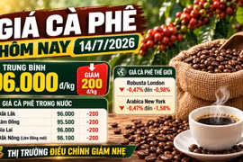 Giá cà phê hôm nay 14/7: Giảm nhẹ còn 96.000 đồng/kg