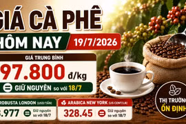 Giá cà phê hôm nay 19/7 đi ngang, thị trường chờ tín hiệu mới