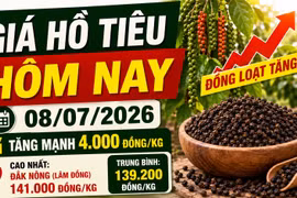 Giá hồ tiêu hôm nay 8/7: Tăng mạnh 4.000 đồng/kg
