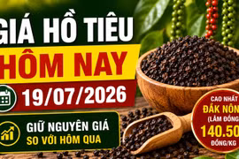 Giá hồ tiêu hôm nay 19/7: Thị trường tiếp tục đi ngang