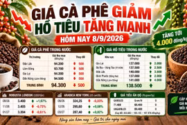 Giá cà phê, hồ tiêu hôm nay 8/9: Hồ tiêu tăng sốc tới 4.000 đồng/kg
