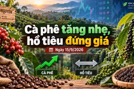 Giá cà phê, hồ tiêu hôm nay 15/9: Cà phê tăng nhẹ, hồ tiêu đứng giá
