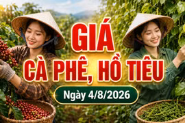 Giá cà phê hôm nay 4/8 giảm, hồ tiêu mất 1.000 đồng/kg