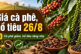 Giá cà phê, hồ tiêu hôm nay 26/8: Cà phê giảm, giá tiêu đi lên
