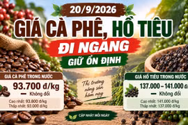 Giá cà phê, hồ tiêu hôm nay 20/9: Hai mặt hàng cùng đi ngang
