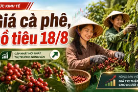 Giá cà phê, hồ tiêu hôm nay 18/8: Cà phê tăng mạnh, giá tiêu đi ngang