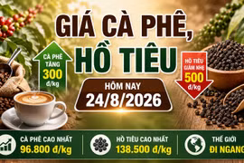 Giá cà phê, hồ tiêu hôm nay 24/8: Cà phê đồng loạt tăng 300 đồng/kg