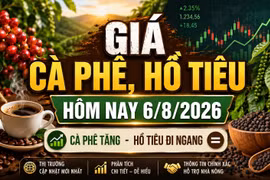 Giá cà phê, hồ tiêu hôm nay 6/8: Cà phê tăng, giá tiêu đi ngang