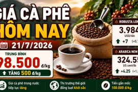Giá cà phê hôm nay 21/7: Tăng lên 98.500 đồng/kg