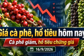 Giá cà phê hôm nay 16/9 giảm tới 900 đồng/kg, Arabica lao dốc