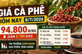 Giá cà phê hôm nay 8/7: Quay đầu giảm hơn 2.000 đồng/kg