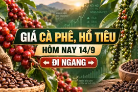 Giá cà phê, hồ tiêu hôm nay 14/9: Hai mặt hàng cùng đi ngang