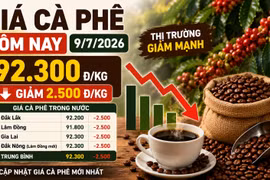 Giá cà phê hôm nay 9/7: Giảm tiếp còn 92.300 đồng/kg
