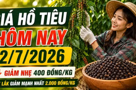 Giá hồ tiêu hôm nay 2/7: Giảm nhẹ 400 đồng/kg, Đắk Lắk mất 2.000 đồng/kg