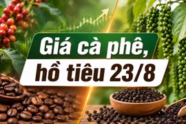 Giá cà phê, hồ tiêu hôm nay 23/8: Thị trường đồng loạt đi ngang