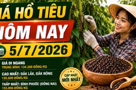 Giá tiêu hôm nay 5/7: Cao nhất 135.000 đồng/kg