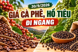 Giá cà phê, hồ tiêu hôm nay 30/9: Cả hai mặt hàng đều ổn định giá