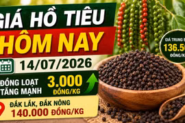 Giá hồ tiêu hôm nay 14/7: Tăng mạnh tới 3.000 đồng/kg