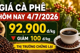Giá cà phê trưa 4-7: Giảm nhẹ sau chuỗi tăng