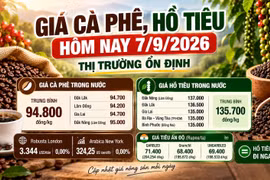 Giá cà phê, hồ tiêu hôm nay 7/9: Thị trường đồng loạt đi ngang
