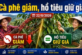 Giá cà phê, hồ tiêu hôm nay 22/8: Cà phê giảm sâu, giá tiêu đi ngang