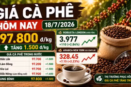 Giá cà phê hôm nay 18/7: Tăng trở lại lên 97.800 đồng/kg