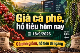 Giá cà phê hôm nay 18/9 giảm tiếp, xuống còn 93.700 đồng/kg