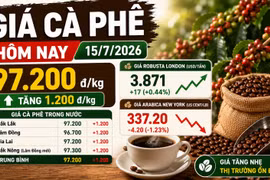 Giá cà phê hôm nay 15/7/2026: Tăng 1.200 đồng/kg, cao nhất đạt 97.300 đồng/kg