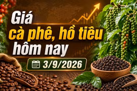 Giá cà phê hôm nay 3/9 giảm tiếp, Arabica lao dốc hơn 4%