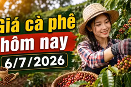 Giá cà phê hôm nay 6/7: Đi ngang ở mức 92.900 đồng/kg