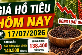 Giá hồ tiêu hôm nay 17/7: Đồng loạt giảm tới 1.000 đồng/kg