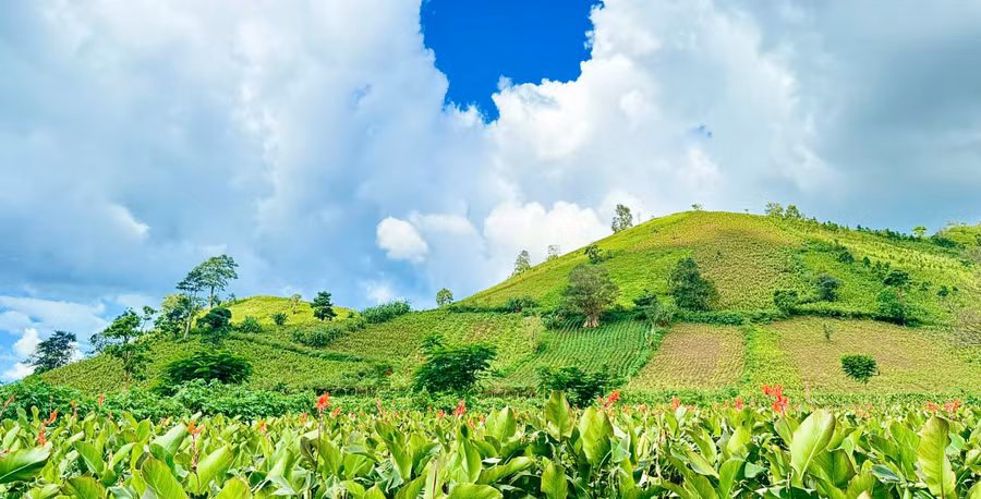 khi-nhung-mua-hoa-ve-ben-nui-chu-dang-ya-se-khien-lu-khach-xuyen-xao-ma-tim-den-ve-dep-giua-thien-nhien-nui-doi-anh-hoang-nhi.jpg