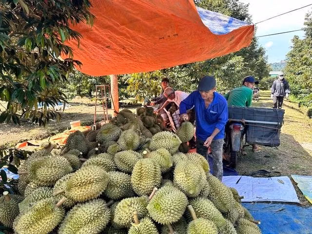 Giá sầu riêng tăng cao kỷ lục khi được người Trung Quốc chọn làm quà biếu tết