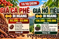 Giá cà phê, hồ tiêu hôm nay 13/10: Cà phê chững lại, hồ tiêu giữ vùng giá cao