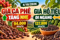 Giá cà phê, hồ tiêu hôm nay 4/10: Cà phê tăng, hồ tiêu đứng giá