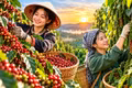 Giá cà phê, hồ tiêu hôm nay 19/10: Hai mặt hàng cùng đi ngang