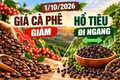 Giá cà phê, hồ tiêu hôm nay 1/10: Cà phê giảm, hồ tiêu đứng giá