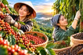 Giá cà phê, hồ tiêu hôm nay 21/10: Cà phê tăng mạnh lên 94.000 đồng/kg