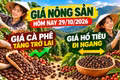 Giá nông sản hôm nay 29/10: Cà phê tăng trở lại sau chuỗi giảm sâu