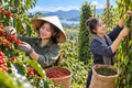 Giá cà phê, hồ tiêu hôm nay 18/10: Cà phê bật tăng 1.000 đồng/kg