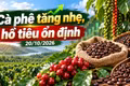 Giá cà phê, hồ tiêu hôm nay 20/10/2026: Cà phê tăng nhẹ, thế giới khởi sắc