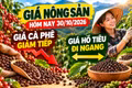 Giá nông sản hôm nay 30/10: Cà phê chịu sức ép, hồ tiêu giữ nền giá cao