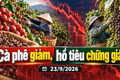 Giá cà phê, hồ tiêu hôm nay 23/9: Cà phê giảm mạnh, tiêu có nơi mất 500 đồng
