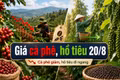 Hôm nay 20/8: Giá cà phê giảm, giá tiêu đi ngang
