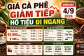 Giá cà phê, hồ tiêu hôm nay 4/9: Cà phê giảm, giá tiêu đi ngang