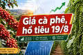 Giá cà phê, hồ tiêu hôm nay 19/8: Cà phê tăng 1.500 đồng/kg